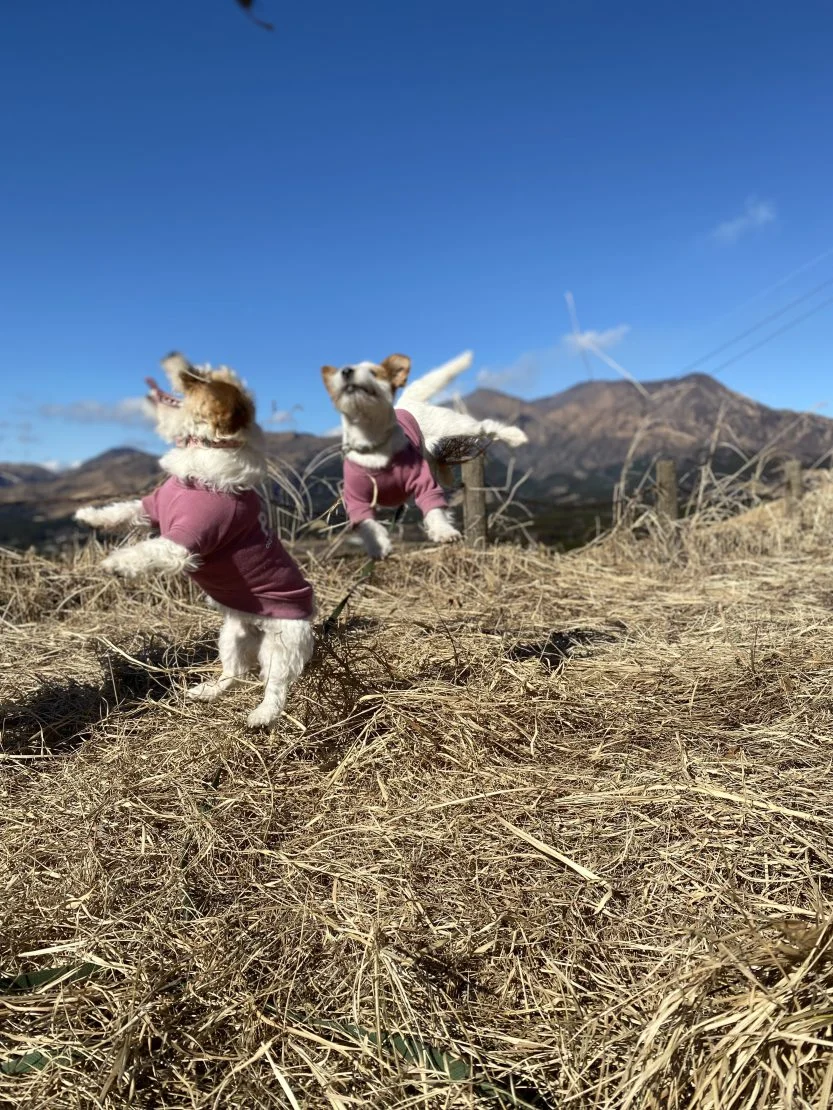 本年もよろしくお願いいたします。