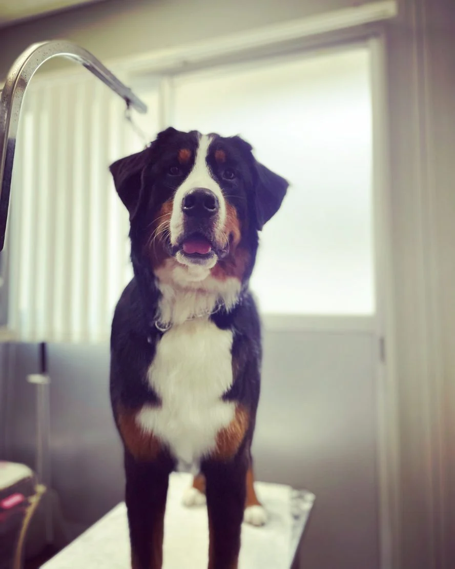 大型犬のトリミングもお受けしています。