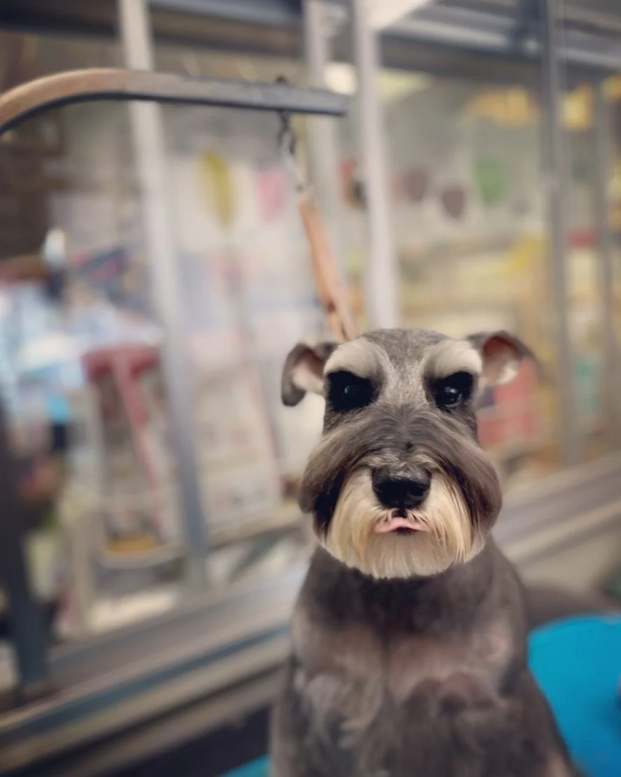 シュナウザーカット