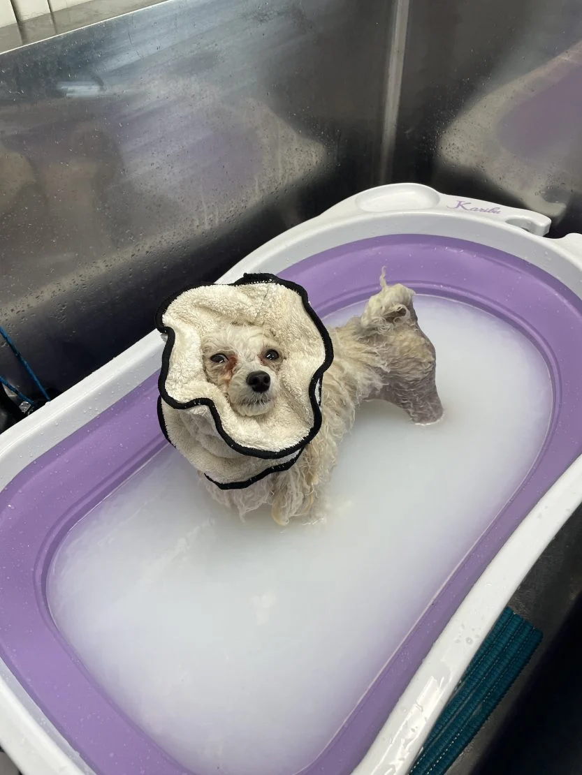 オプションのご紹介