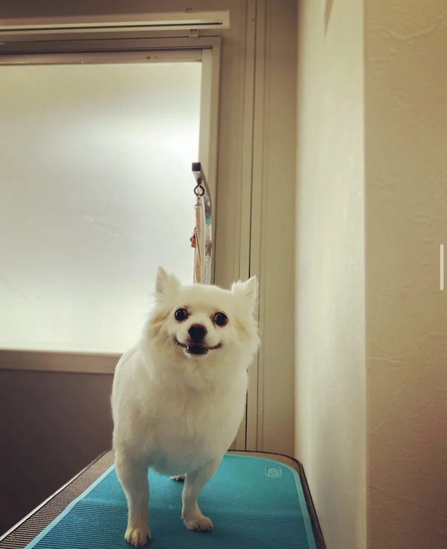 トリミングのわんちゃんのご紹介です。