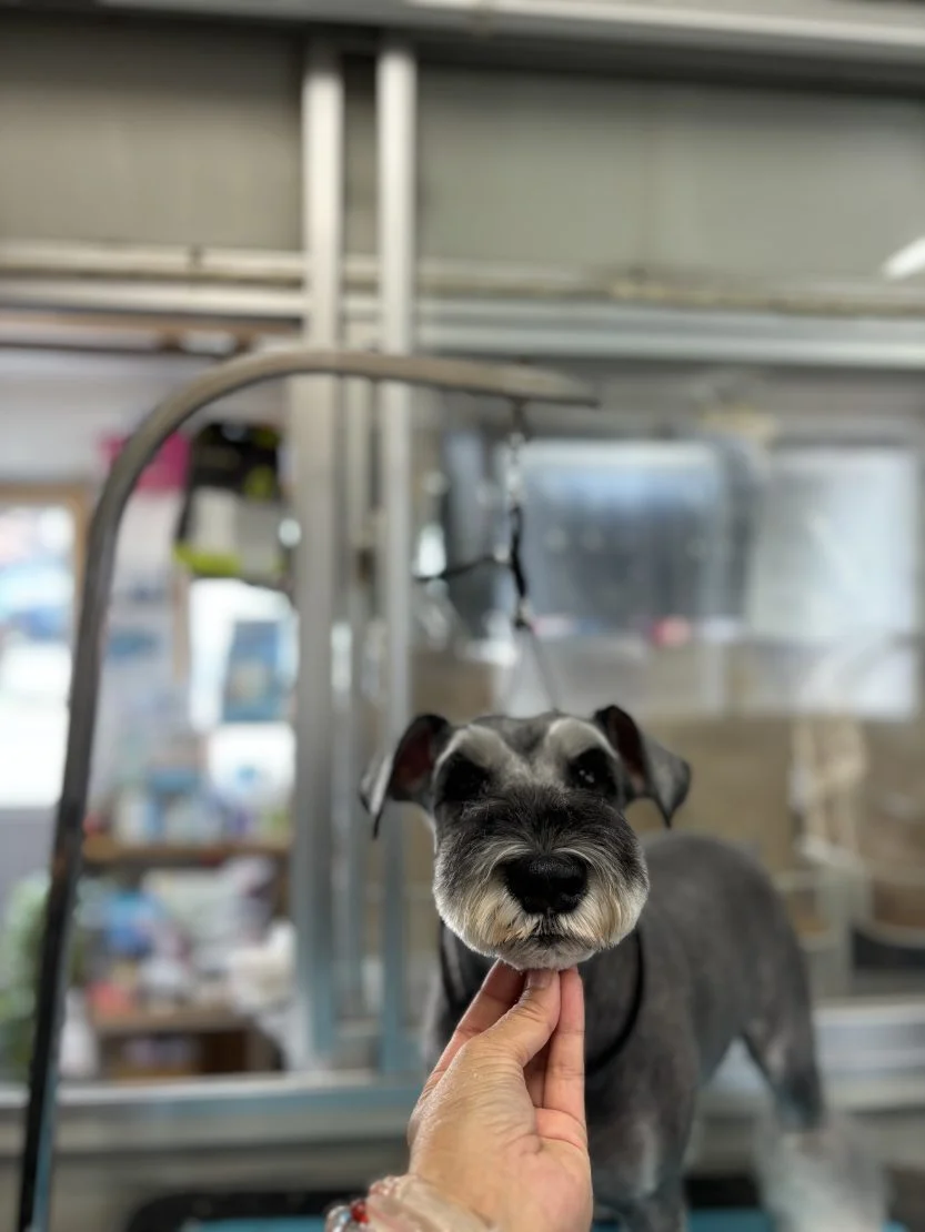 トリミングのわんちゃんのご紹介です。