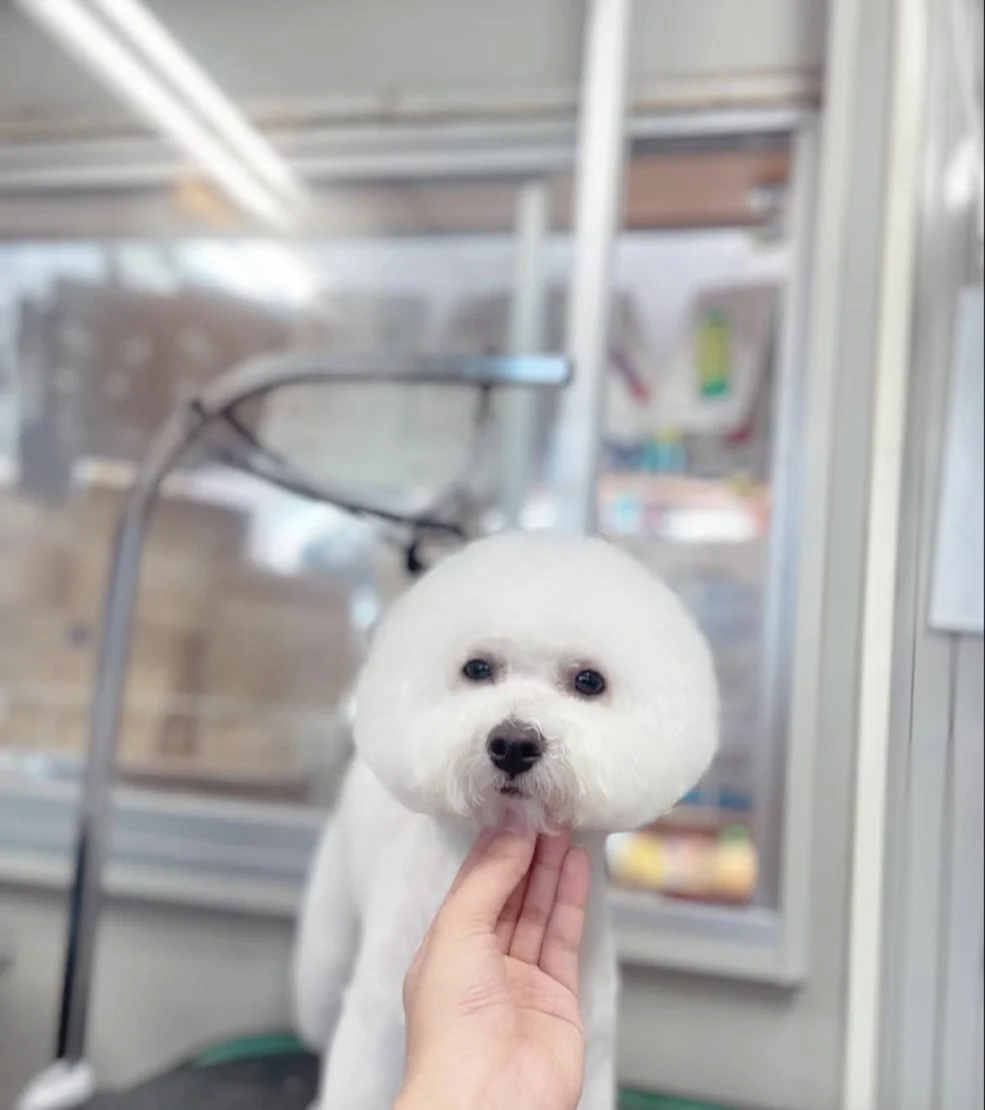 トリミングのわんちゃんのご紹介です。