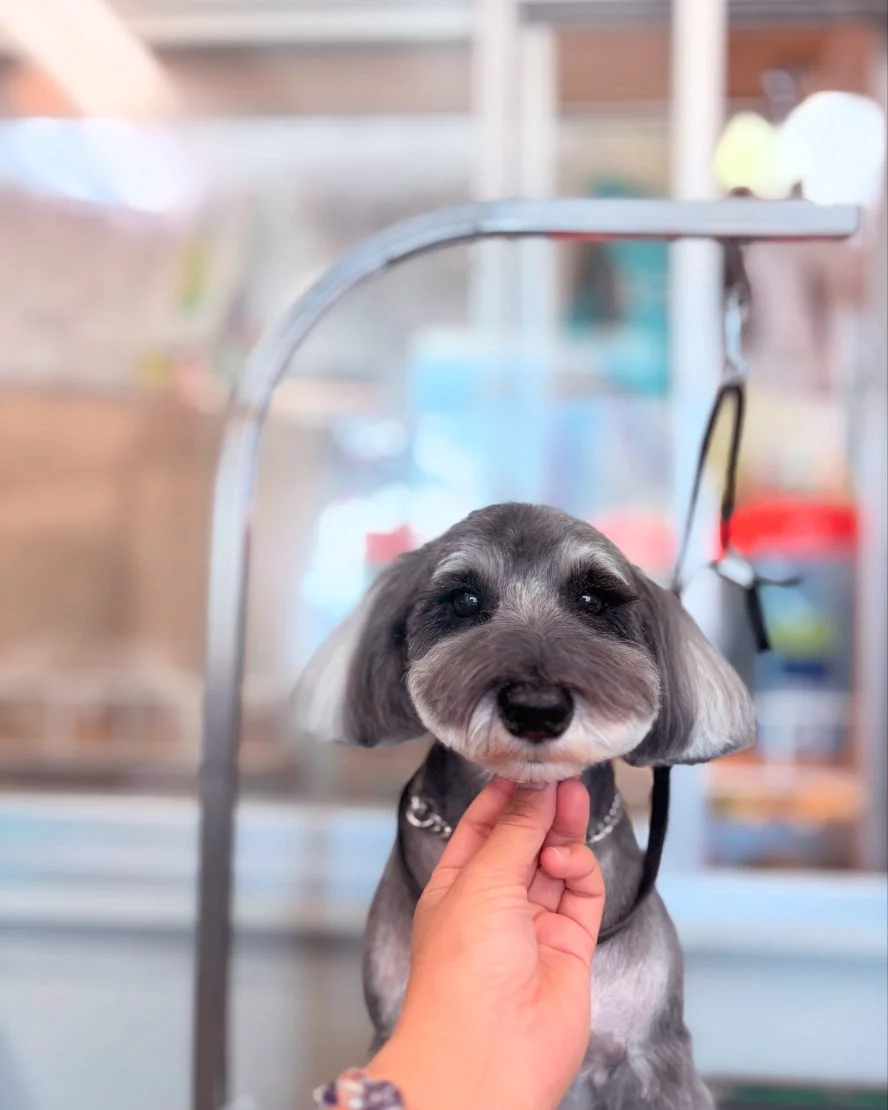 トリミングのわんちゃんのご紹介です。
